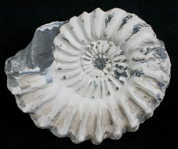 White Pleuroceras Ammonite - Germany #6159